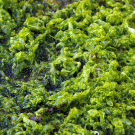 Irish Spirulina wholeleaf lactuca spiralis Whole leaf or Flaked